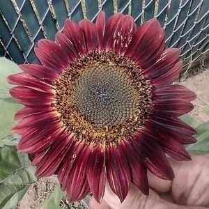 Meet your Posher, Bradley